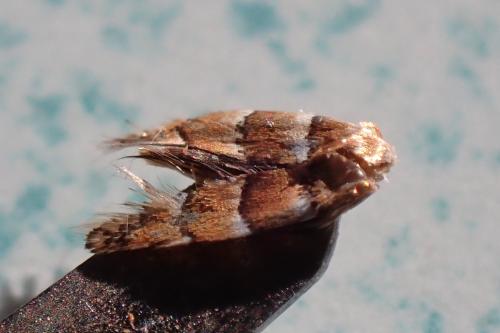 Phyllonorycter nicellii